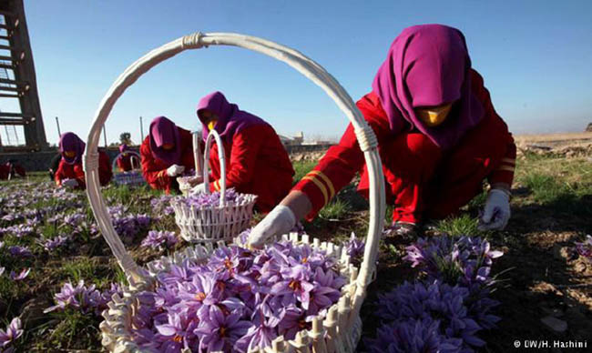 طرح توسعه کشت زعفران و رهایی از اقتصاد جنگی